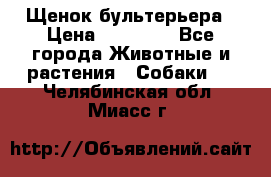 Щенок бультерьера › Цена ­ 35 000 - Все города Животные и растения » Собаки   . Челябинская обл.,Миасс г.